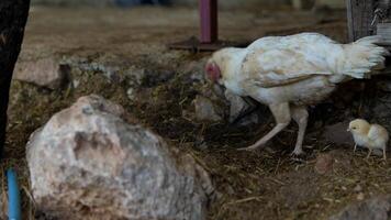 A peaceful rural scene with a white chicken nesting with its chick, showcasing agriculture harmony video