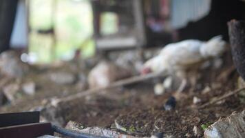 Chickens are foraging in a charming rustic farm setting surrounded by nature and greenery video