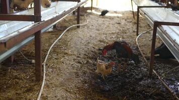 In a rustic farm setting, you can observe chickens and cows interacting with each other video