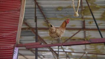 en kyckling är uppflugen på en stråle i en vackert rustik miljö med en charmig atmosfär video