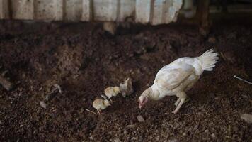 A Mother Hen taking care of her adorable Chicks in a charming and rustic farm setting video