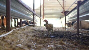 Chickens actively foraging in a farm setting rich with diverse agriculture and nature video