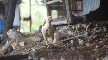 FreeRange Chicken in a Beautiful Rustic Farm Setting Surrounded by Nature and Wildlife video