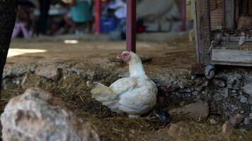 The Domestic Chicken in a Natural and Peaceful Setting in the Countryside, Outdoors video