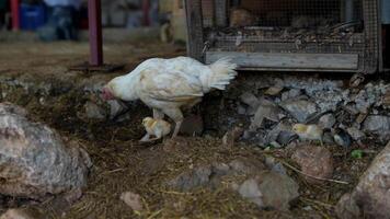 A nurturing Mother Hen alongside her adorable Chicks in a lively Farmyard setting video