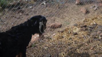 A Happy Goat Curiously Exploring Its Spacious Pen in a Beautiful and Natural Outdoor Setting video