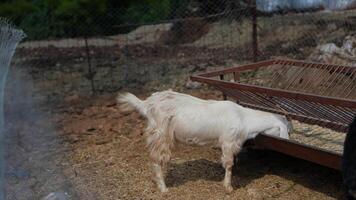 A white goat is being fed in a serene farm environment surrounded by nature and greenery video