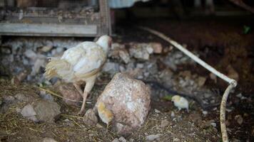 Rural Chickens Roaming Freely in a Natural Farmyard Environment Surrounded by Nature video