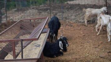 Goats Grazing Calmly in a Farmyard Setting Surrounded by Nature and the Rural Landscape video