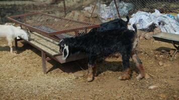 Playful Goats Are Joyfully Exploring Their Farm Environment and the Beautiful Surroundings video