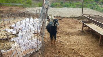 A goat peacefully residing within a farmyard enclosure, enjoying a serene rural environment video