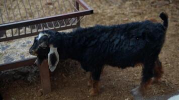 A Curious Black Goat Engaging in Exploration Within Its Enclosed Space and Environment video
