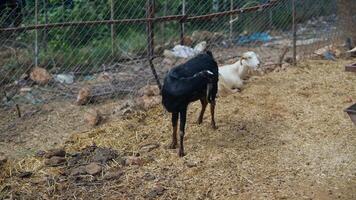 Black and White Goats Playing in a Convenient Enclosure on a Beautiful Afternoon video