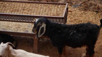 A Young Goat Enthusiastically Exploring Its Surroundings Within an Enclosure Area video