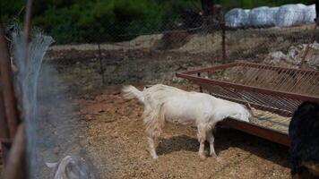 Goat Feeding in a Beautiful Farmyard Environment Filled with Adorable Animals and Trees video