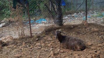 A solitary goat is comfortably resting in a serene, rustic countryside environment video