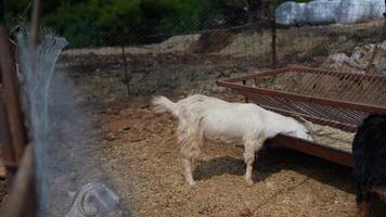 Feeding Goats in a Peaceful Farmyard Setting Surrounded by Nature and Biodiversity video