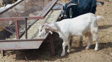 Enjoying the serene sight of goats being peacefully fed in a charming rural farmyard setting video