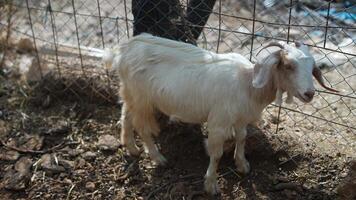 An Adorable and Cute White Goat Lovely Posing in a Picturesque and Charming Farmyard Setting video