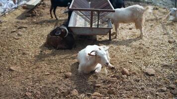 A white goat rests peacefully in a cozy barn with other goats, creating a tranquil scene video