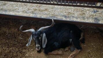 A Resting Goat Relaxing in a Cozy Barn Environment Surrounded by Nature and Serenity video