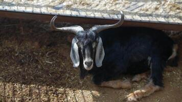 A Relaxing Goat Resting Peacefully Inside a Cozy Barn Setting Surrounded by Nature video