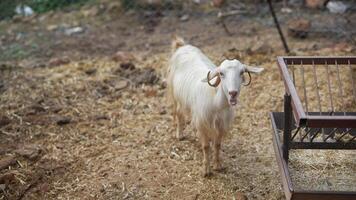 A Curious Goat in a Natural Farm Setting, happily exploring its surroundings and enjoying life video