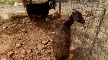 There are two goats happily residing within a rustic farm enclosure, enjoying their surroundings video