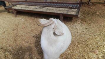 A goat with unique and interestingly shaped horns resides within a charming farm setting video