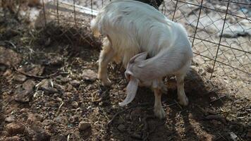 An Inquisitive and Curious Goat Is Actively Exploring Its Enclosure in a Farmyard Scene video
