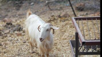 A White Goat in a Farm Environment Appearing Curious and Observing Its Surroundings video