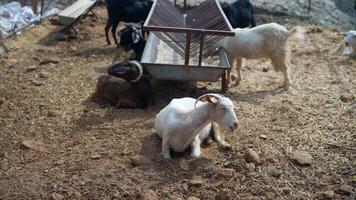 A serene scene depicting goats grazing peacefully in a vibrant rural farming landscape video