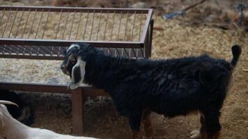 A Playful Black Goat Joyfully Frolicking Around in a Charming Barn Setting Environment video
