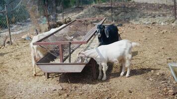 Two adorable and playful goats are happily feeding in a peaceful farm enclosure today video