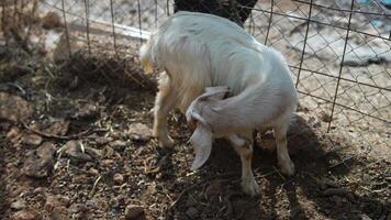 A Cute White Goat Happily Exploring Its Fenced Area in a Beautiful Farm Setting Today video