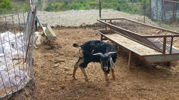 The Playful Goat Enjoying Its Day in a Charming and Picturesque Farmyard Setting video