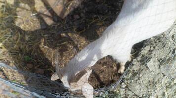A CloseUp Image of a Goat Grazing Contently in the Farmyard Environment with Grass video