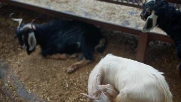 A group of goats is happily resting in a barn setting, comfortably situated on straw bedding video