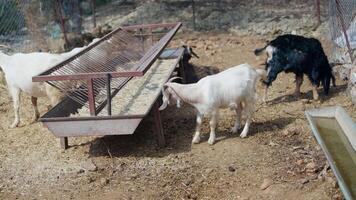 Dairy goats graze peacefully in a vibrant farmyard on a warm sunny day, enjoying greenery video