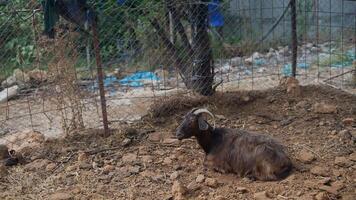 A Resting Goat in a Beautiful Small Farm Setting Surrounded by Natural Scenery and Greenery video