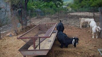 Goats Grazing in a Beautiful Pasture Area with a Large Feeding Trough Nearby for Them video