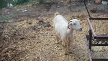 The majestic White Goat is seen in a charming and rustic farm setting with lush greenery video