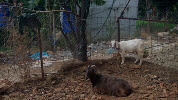 Domestic Goats Can Be Found in a Picturesque Farmyard Setting Surrounded by Natures Beauty video