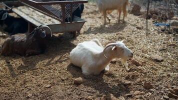 A Relaxed Goat Enjoying Life in a Peaceful, Beautiful Pastoral Setting Surrounded by Nature video