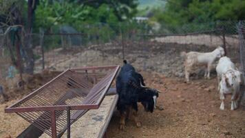 Picture of Goats Enjoying Life in a Charming and Rustic Farmyard Setting Surrounded by Nature video