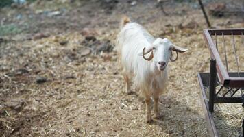 A Curious Goat Enjoying Its Time in a Peaceful Farmyard Environment Filled with Life video