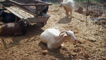 A Serene and Peaceful Goat Farming Scene in the Embrace of Nature and Green Landscapes video