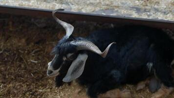 A Black Goat Peacefully Relaxing in Its Stable, Enjoying a Calm Environment in the Barn video