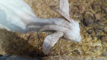 This article explores the unique features of goats in their natural habitat and environment video