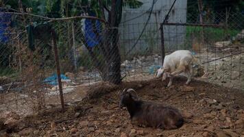 Two Goats in a Rustic Enclosure, Surrounded by Natures Beauty and a Peaceful Landscape video
